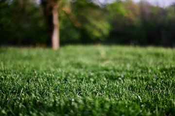Green leaves of fresh young grass in the sunlight of the sunset sky 