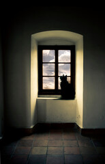 a cat sitting on a windowsill in old historic room looking outside window toward sky with copy space 