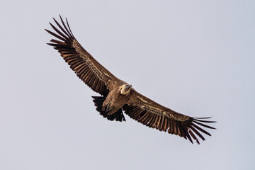 Griffon vulture, Gyps fulvus in Monfrague National Park. Extremadura, Spain