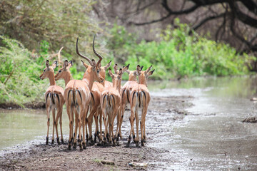 Impala antelopes - obrazy, fototapety, plakaty