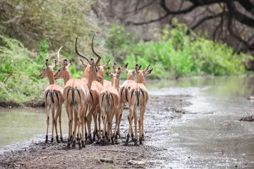 Zelfklevend Fotobehang Impala antilopen © art_zzz