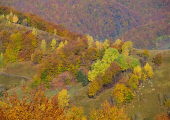 Autumn morning Carpathian Mountains calm picturesque scene, Ukraine. Peaceful traveling, seasonal, nature and countryside beauty concept scene.