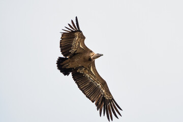 Obraz premium Griffon vulture, Gyps fulvus in Monfrague National Park. Extremadura, Spain
