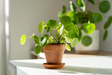 Closeup of Pilea peperomioides houseplant in terracotta pot on white table over gray wall at home. Sunlight. Chinese money plant. Indoor gardening, hobby concept