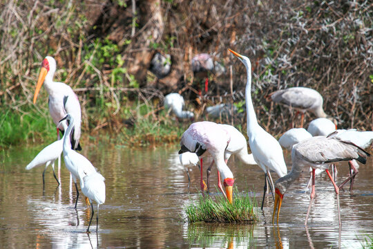 Yellow-billed storks and a great white egret