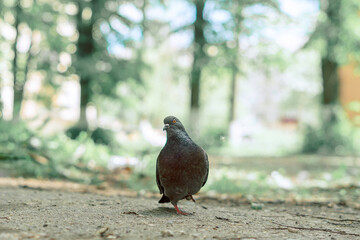 pigeon in the park