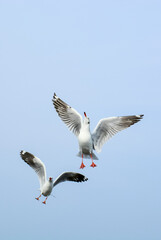 Obraz premium seagull in flight