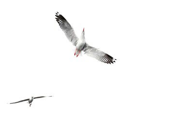 Obraz premium seagull in flight