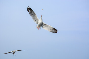 seagull in flight