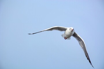seagull in flight