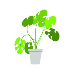 
monstera plant on the white background