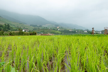 Idyllic scenery, Rice terraces in rural China