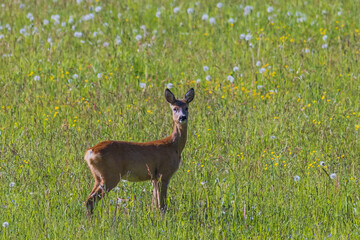 Young Red deer looking to the camera