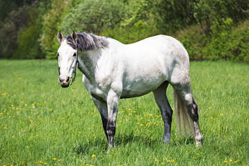 Obraz na płótnie Canvas White horse on a green field