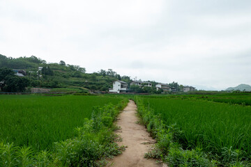 Idyllic scenery, Rice terraces in rural China