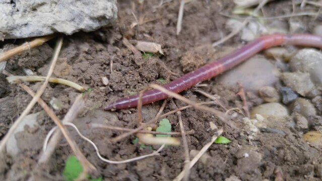 Big worm macro crawling in the ground