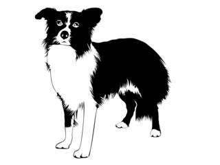 Dog silhouette drawing vector.  - obrazy, fototapety, plakaty