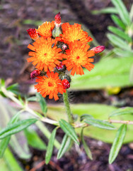 Devils paintbrush (Hieracium aurantiacum), close up of the flower head
