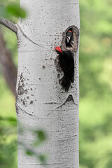 Black woodpecker family, father with son and daughter (Dryocopus martius)