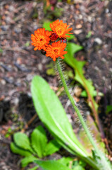 Devils paintbrush (Hieracium aurantiacum), close up of the flower head