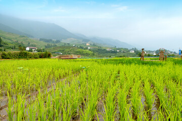 Idyllic scenery, Rice terraces in rural China