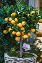 Citrus plant Calamondin, Citrofortunella microcarpa, madurensis with ripe small orange fruits in a...