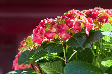 Fototapete bei efototapeten.de bestellen   