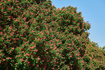 Fototapeta na wymiar Red Horse-chestnut flowers (Aesculus carnea, Hybrid Aesculus hippocastanum, Aesculus pavia) in spring