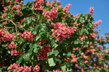 Red  Horse-chestnut flowers (Aesculus carnea, Hybrid Aesculus hippocastanum, Aesculus pavia) in spring