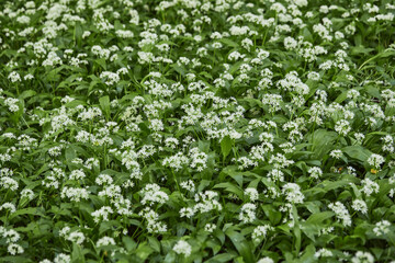 Beautiful white blooming flowers of ramson - wild garlic (Allium ursinum). Close-up. Organic farming, healthy food