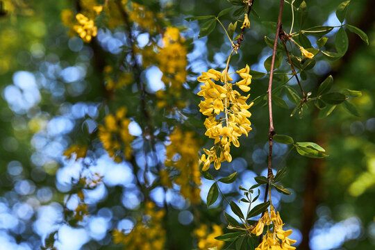 Branch with beautiful yellow hanging flowers of golden rain tree in spring garden. (Laburnum anagyroides) 
