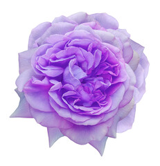 Purple rose flower  isolated  on white  background with clipping path. Closeup. For design. Nature.