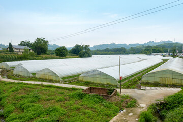 Idyllic scenery, Rice terraces in rural China