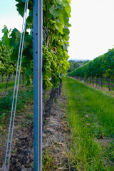 Fototapeta premium Grape support. Riesling plantation in Germany. Shot against the sun. Vertical image.