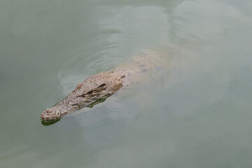 Fototapeta premium Close up head crocodile is show head in river