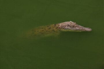 Close up head crocodile is show head in river