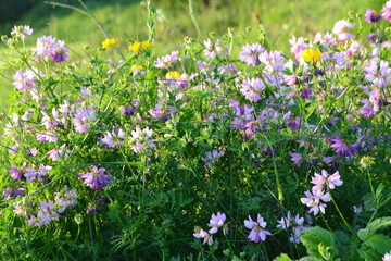 flowers in the meadow