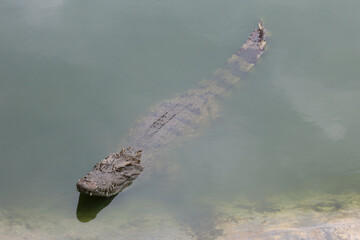 The crocodile swimming on the river near canal