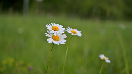 FLOWER,TREE,PLANTS,ANIMALS, LANDSCAPE