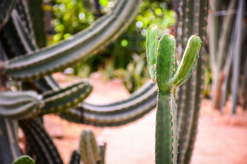 cactus in the desert