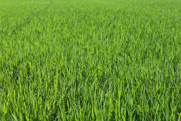 Baby Green rice field in countryside at thailand