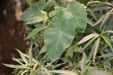 green leaves in the meadow