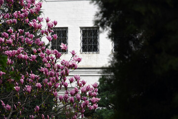 Fototapeta na wymiar Blooming magnolia tree in a spring garden. 