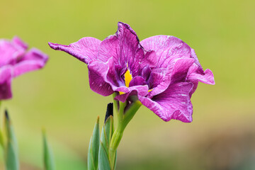 初夏の紫色の菖蒲の花