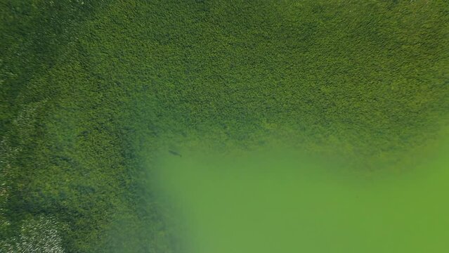 Aerial view above a big fish in lake Artavan, in sunny Armenia - Birds eye, drone shot