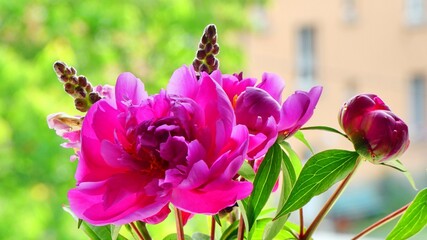 Blumenstrauß am Fenster