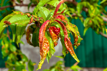 Peach leaf curl. Fungal disease of peaches tree. Taphrina deformans. Peach tree fungus disease. Selective focus. Topic - diseases and pests of fruit trees, pest control. Square - obrazy, fototapety, plakaty