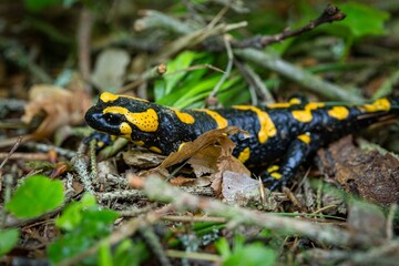 A black and yellow amphibian, a salamander, crawling on the ground covered with little brown twigs and green and dry leaves.
