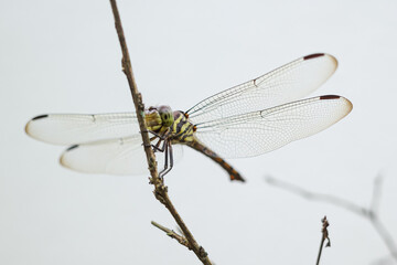 dragonfly close up