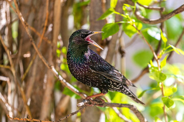 An angry starling with its mouth wide open. Portrait. Expressive starling. Bird expresses its indignation by shouting